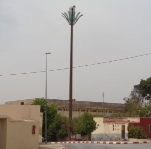 Palm tree1.jpg