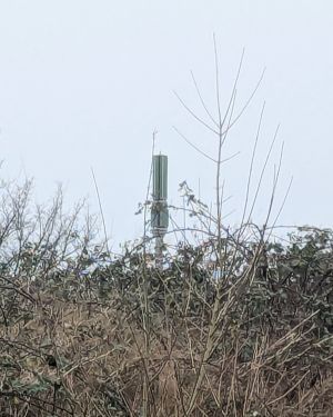 A picture of a green monopole in the background, with various trees and hedges in the foreground